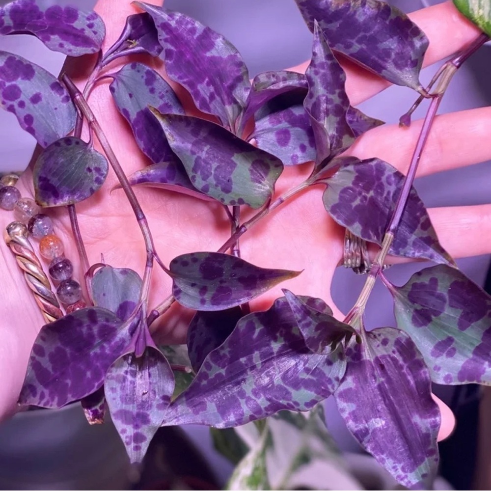 (5) Rare tradescantia tinantia Pringlei (aka Mexican Speck) cuttings - Picture 5 of 6